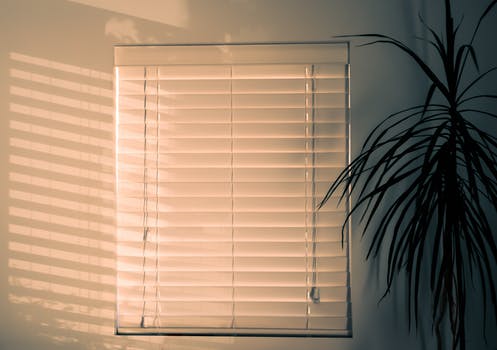A white wall with white venetian blinds covering a small window with a green leafy plant stood beside it.